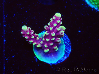 WYSIWYG RAH Acropora Helionis 5G