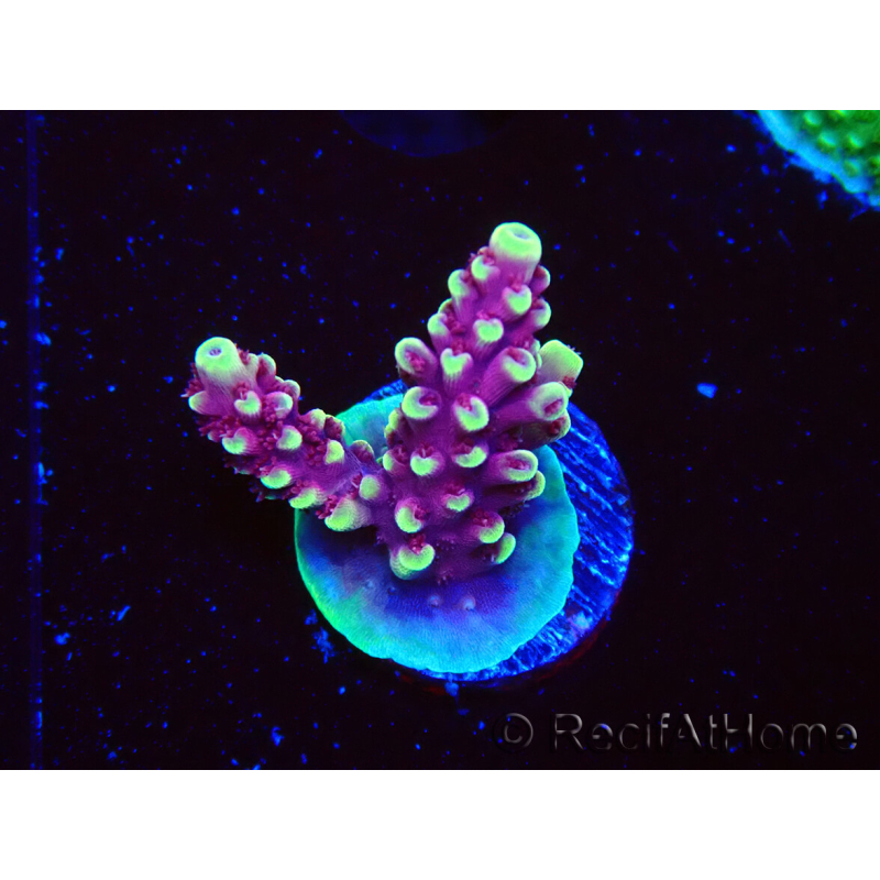 WYSIWYG RAH Acropora Helionis 5G8