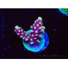 WYSIWYG RAH Acropora Helionis 5G