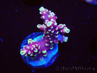 WYSIWYG RAH Acropora Helionis 5G
