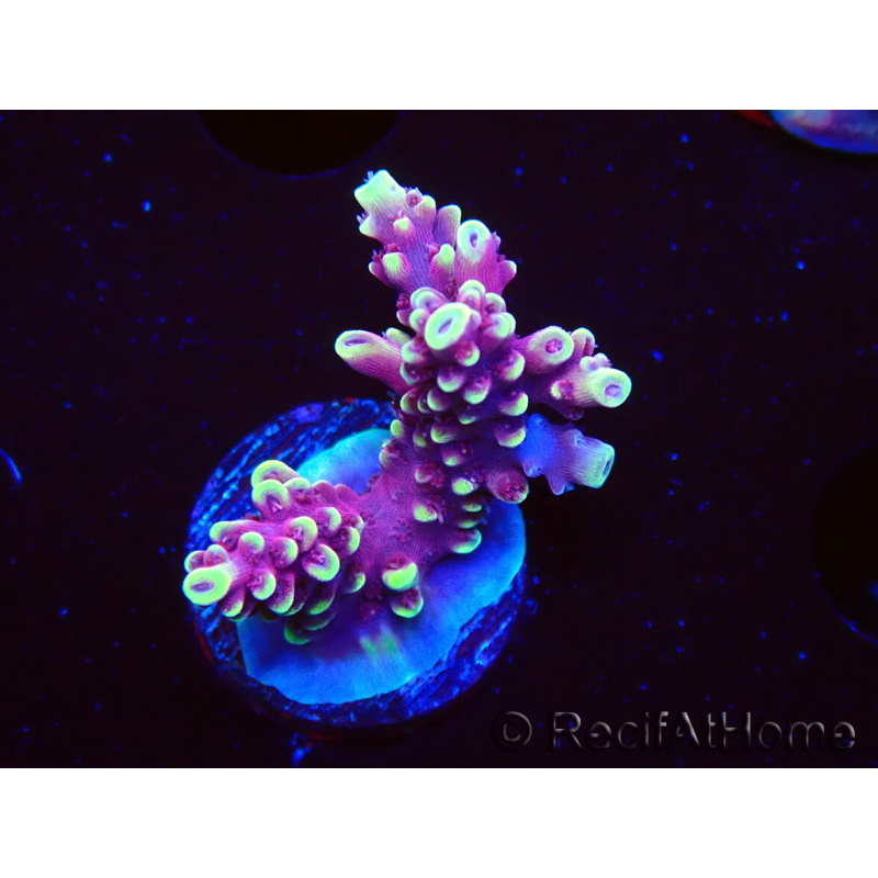 WYSIWYG RAH Acropora Helionis 5G