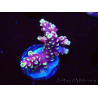 WYSIWYG RAH Acropora Helionis 5G