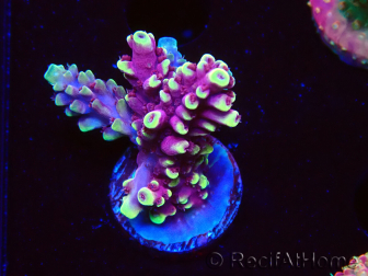 WYSIWYG RAH Acropora Helionis 5G10