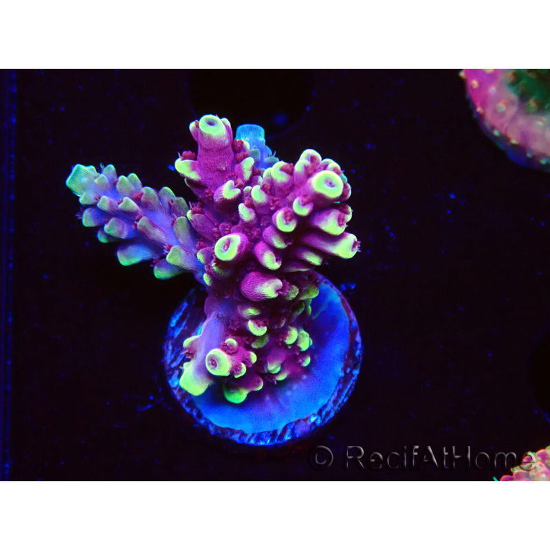 WYSIWYG RAH Acropora Helionis 5G