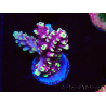 WYSIWYG RAH Acropora Helionis 5G