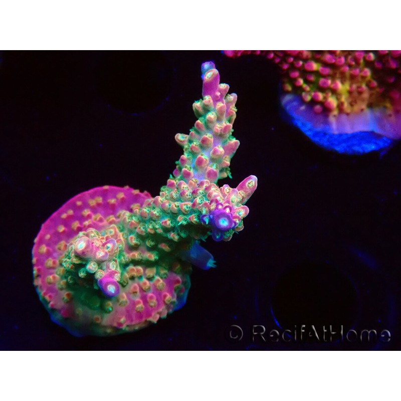 WYSIWYG FF Acropora Skittles Bomb 5G