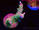 WYSIWYG FF Acropora Skittles Bomb 5H9