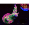 WYSIWYG FF Acropora Skittles Bomb 5G