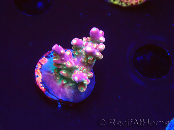 WYSIWYG FF Acropora Skittles Bomb 5G