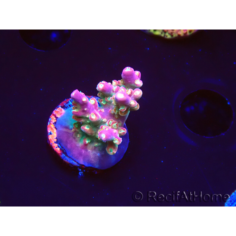 WYSIWYG FF Acropora Skittles Bomb 5G