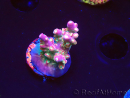 WYSIWYG FF Acropora Skittles Bomb 5G