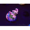 WYSIWYG FF Acropora Skittles Bomb 5G