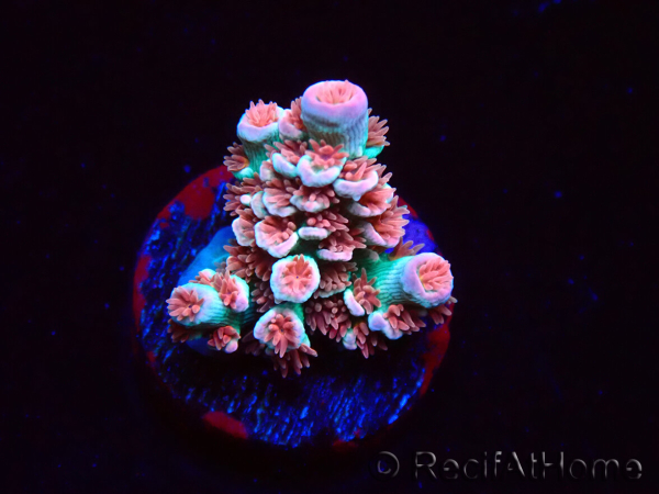 WYSIWYG RAH Acropora tenuis Chili Mint 5J4