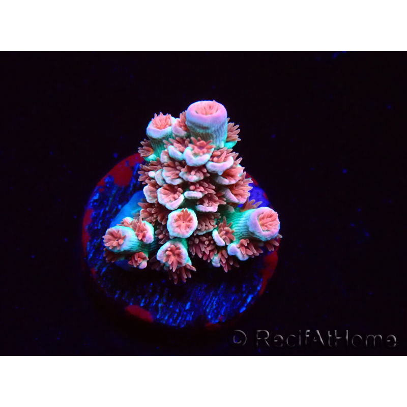 WYSIWYG RAH Acropora tenuis Chili Mint 5J4