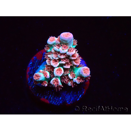 WYSIWYG RAH Acropora tenuis Chili Mint 5J4