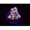WYSIWYG RAH Acropora tenuis Chili Mint 5J4