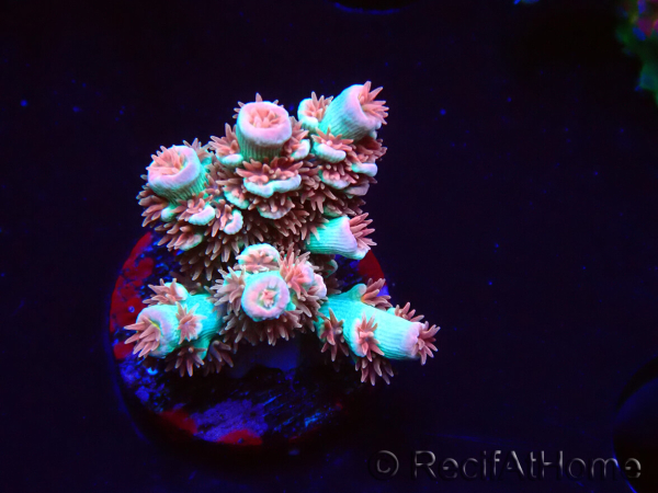 WYSIWYG RAH Acropora tenuis Chili Mint 5J5