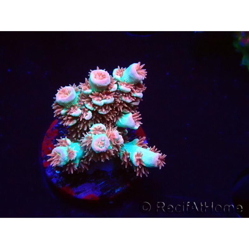 WYSIWYG RAH Acropora tenuis Chili Mint 5J5