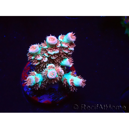 WYSIWYG RAH Acropora tenuis Chili Mint 5J5