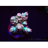 WYSIWYG RAH Acropora tenuis Chili Mint 5J5