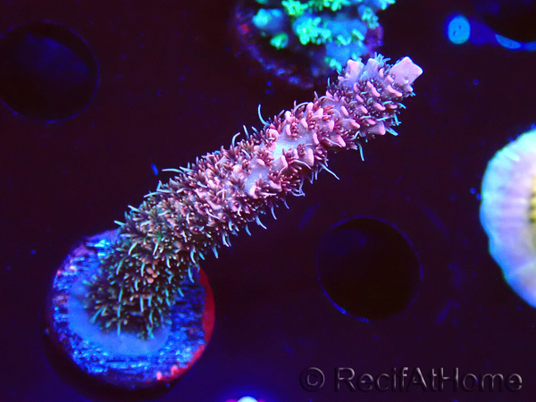 WYSIWYG RAH Acropora millepora Hairy Fairy 5K9
