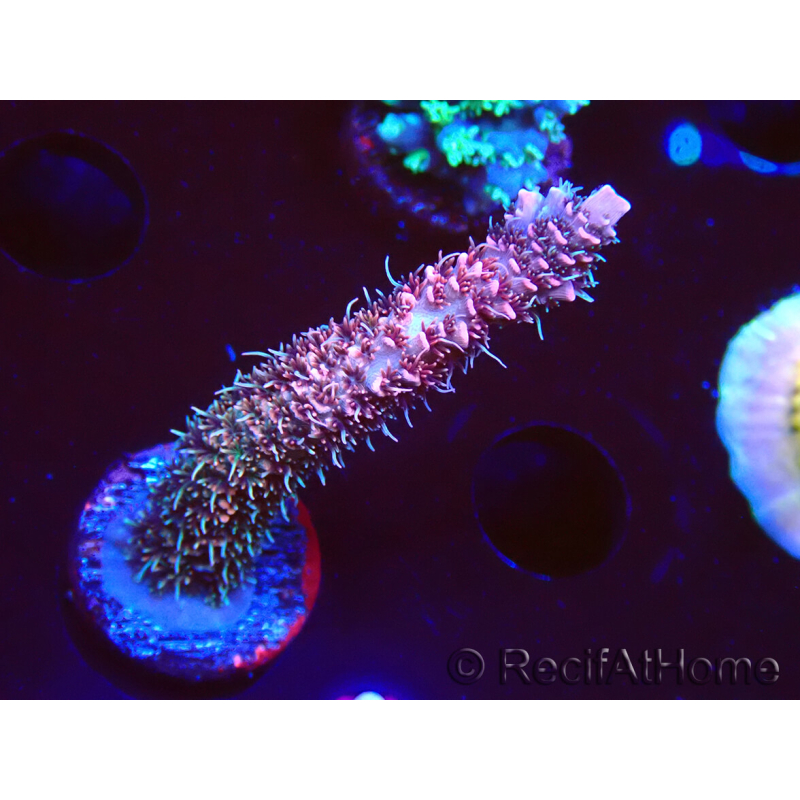 WYSIWYG RAH Acropora millepora Hairy Fairy 5K9