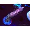 WYSIWYG RAH Acropora millepora Hairy Fairy 5K