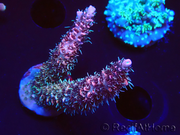 WYSIWYG RAH Acropora millepora Hairy Fairy 5K10
