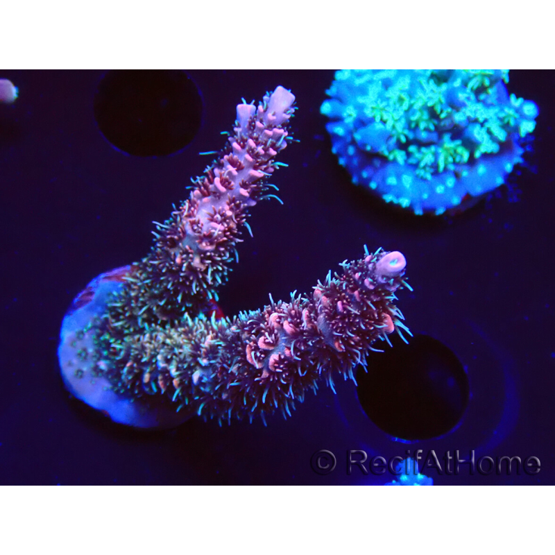 WYSIWYG RAH Acropora millepora Hairy Fairy 5K