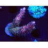 WYSIWYG RAH Acropora millepora Hairy Fairy 5K10
