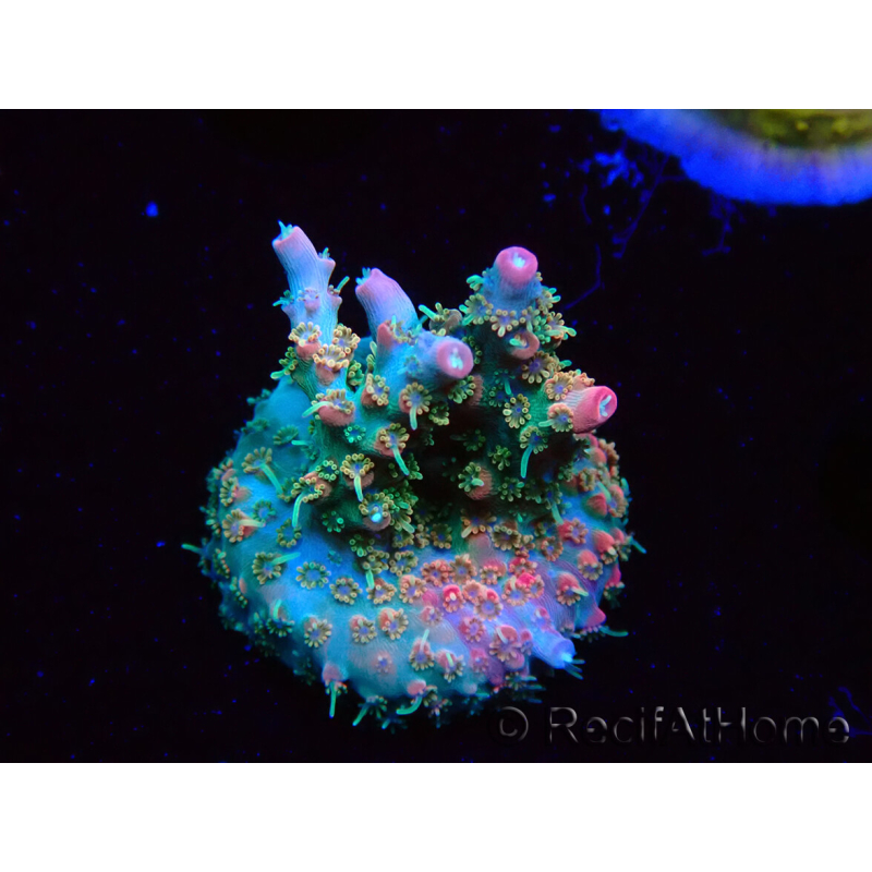 WYSIWYG RAH Acropora Strawberry Ice 5P4