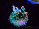 WYSIWYG RAH Acropora Strawberry Ice 5P4