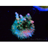 WYSIWYG RAH Acropora Strawberry Ice 5P4