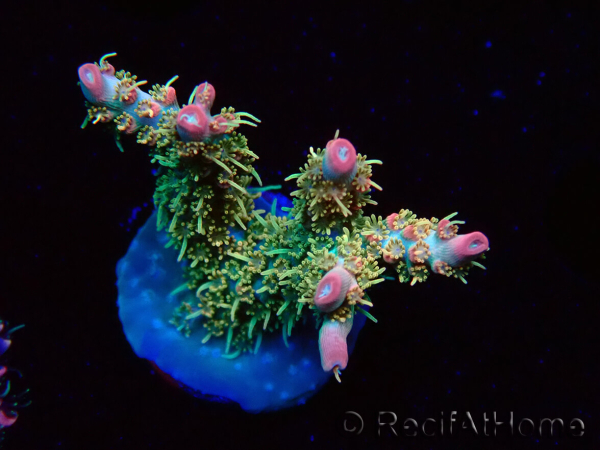 WYSIWYG RAH Acropora Strawberry Ice 5L5