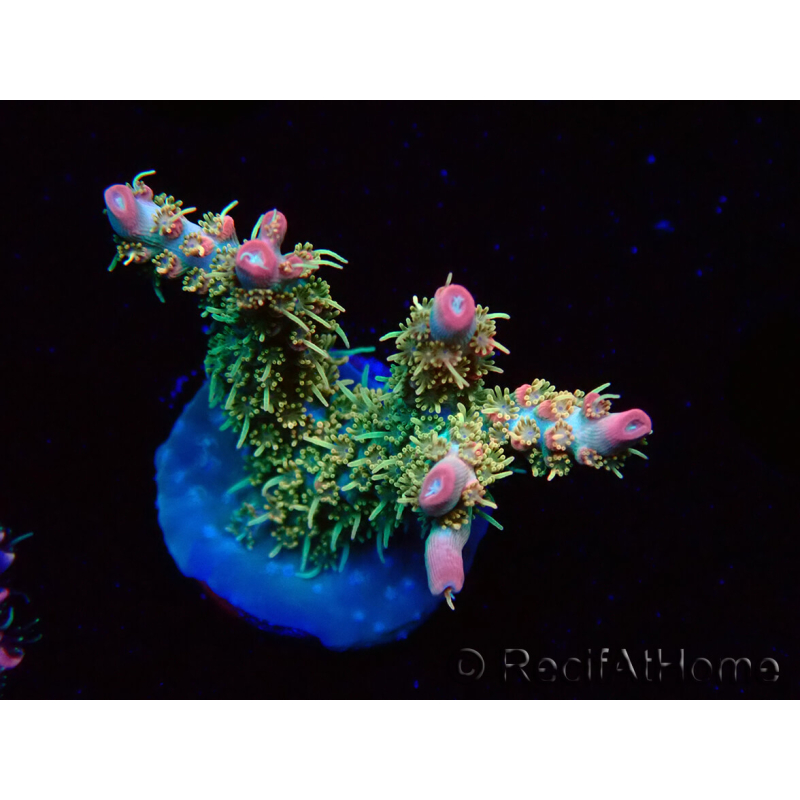 WYSIWYG RAH Acropora Strawberry Ice 5P4