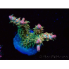 WYSIWYG RAH Acropora Strawberry Ice 5L5