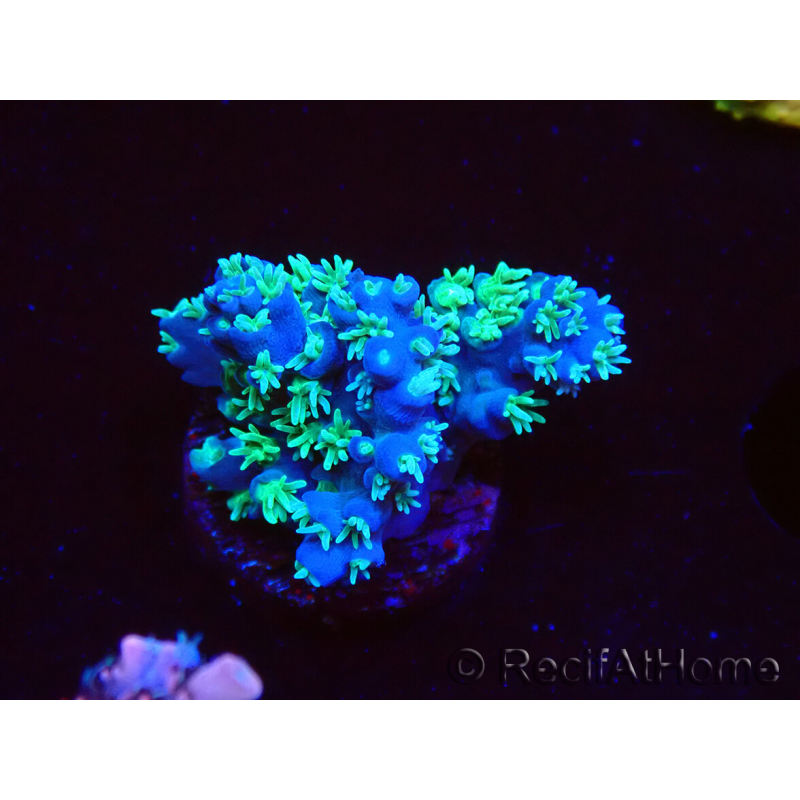 WYSIWYG RAH Acropora horrida Snowflake 5R1