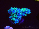 WYSIWYG RAH Acropora horrida Schneeflocke 5R1