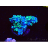 WYSIWYG RAH Acropora horrida Snowflake 5R1