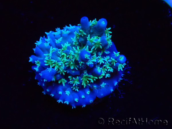 WYSIWYG RAH Acropora horrida Schneeflocke 5R2