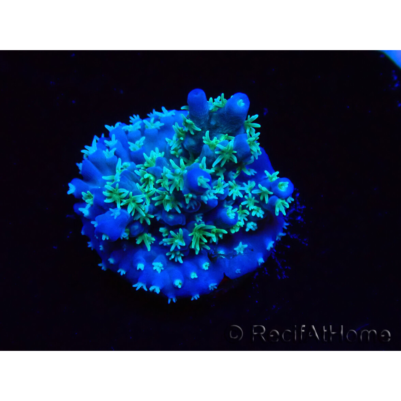 WYSIWYG RAH Acropora horrida Schneeflocke 5R2