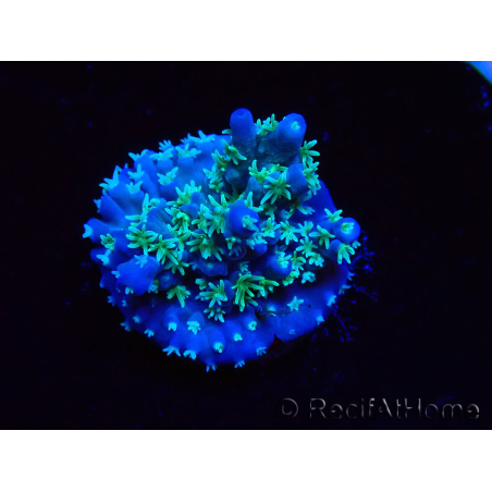 WYSIWYG RAH Acropora horrida Snowflake 5R2