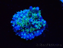 WYSIWYG RAH Acropora horrida Schneeflocke 5R2