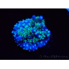 WYSIWYG RAH Acropora horrida Schneeflocke 5R2