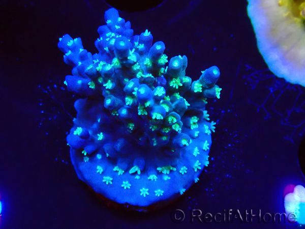 WYSIWYG RAH Acropora horrida Snowflake 5L8