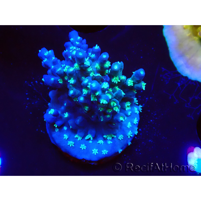 WYSIWYG RAH Acropora horrida Snowflake 5R3