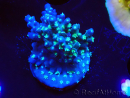 WYSIWYG RAH Acropora horrida Snowflake 5R3