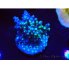 WYSIWYG RAH Acropora horrida Snowflake 5R3