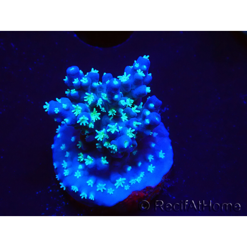 WYSIWYG RAH Acropora horrida Schneeflocke 5R4