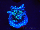 WYSIWYG RAH Acropora horrida Snowflake 5L9